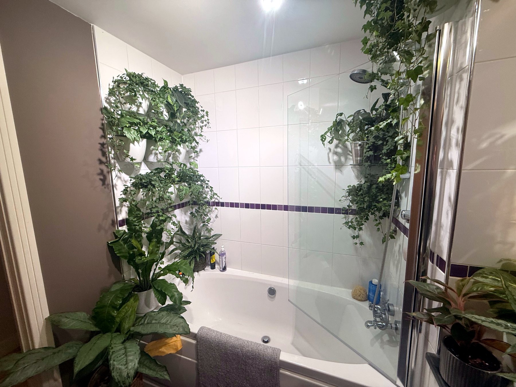 Bathroom filled with trailing and foliage houseplants