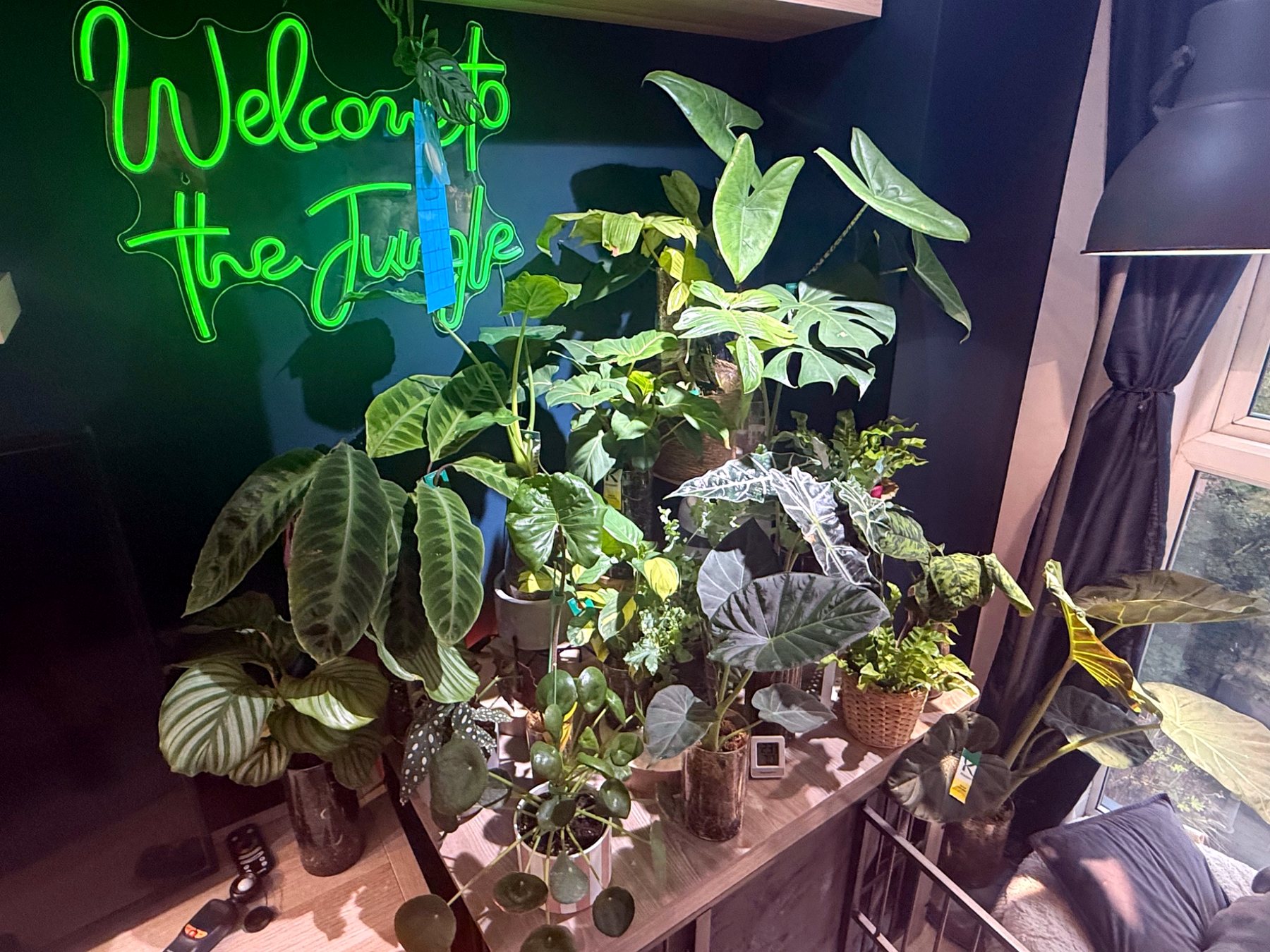 Part of the Bearded Plantcare founder's own houseplant collection