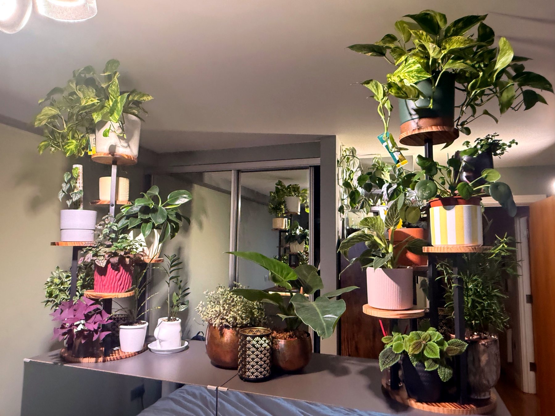 Indoor shelving styled with a varied houseplant collection