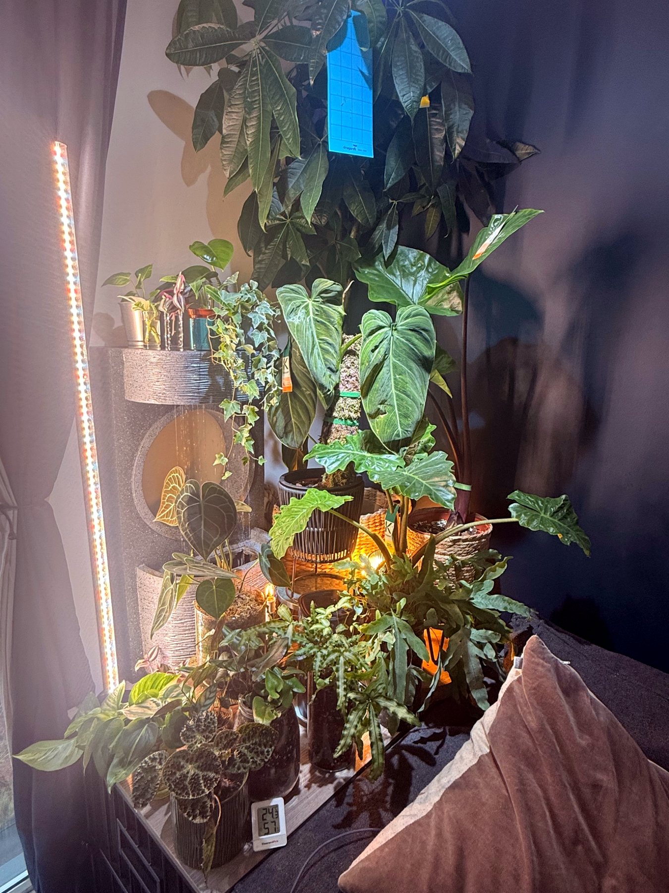 Houseplant display beside a living room window