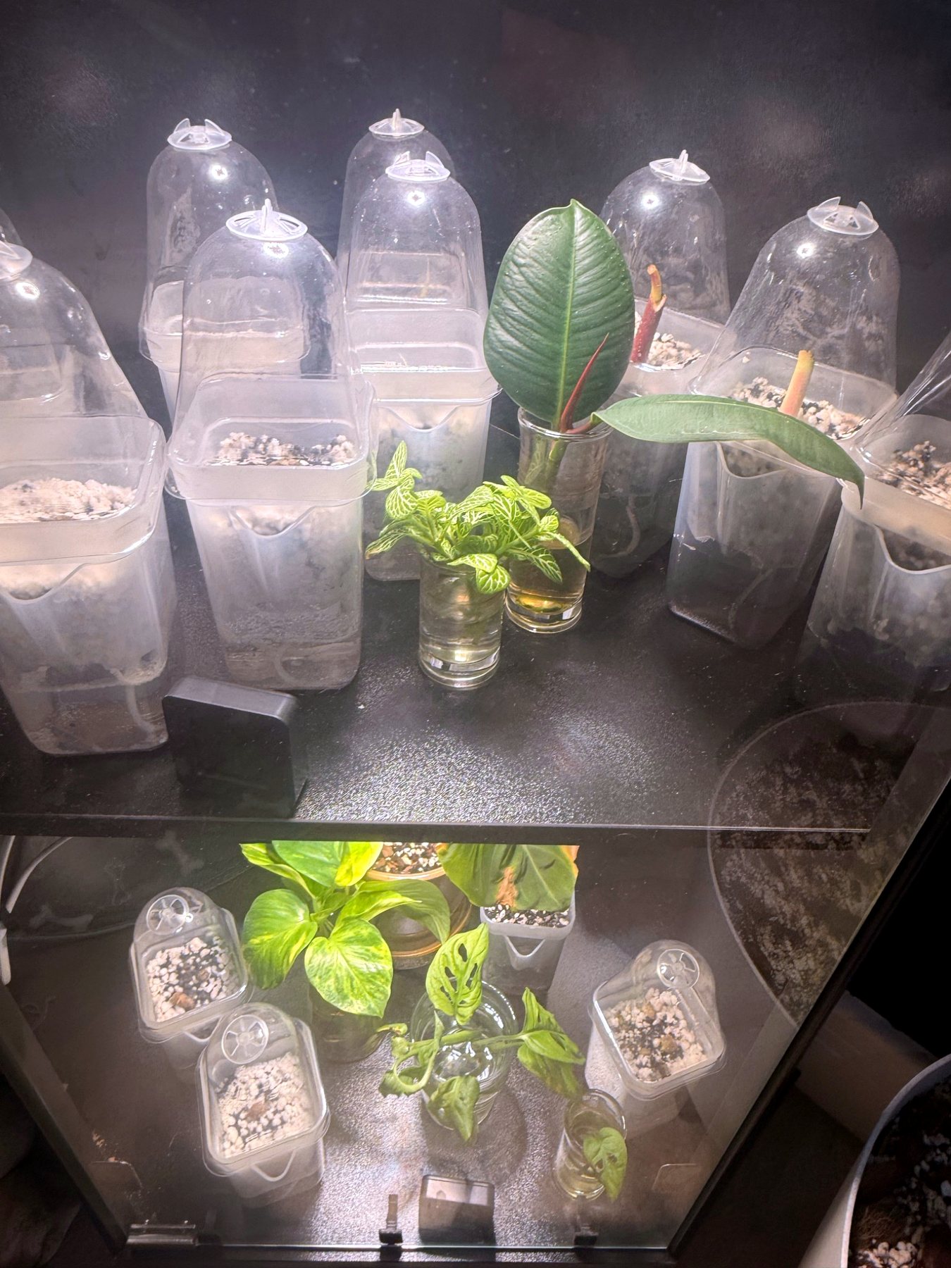 Plant propagation station with young plants and cuttings