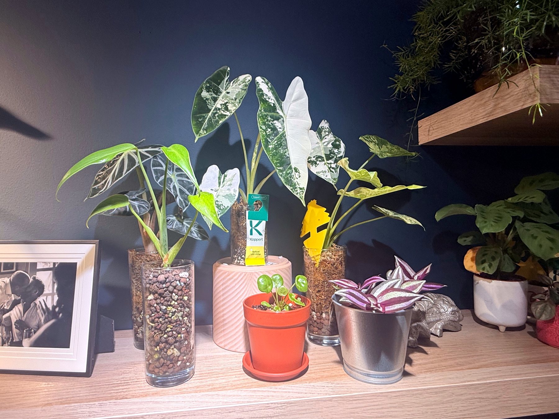 Houseplants growing in semi-hydro and specialist media