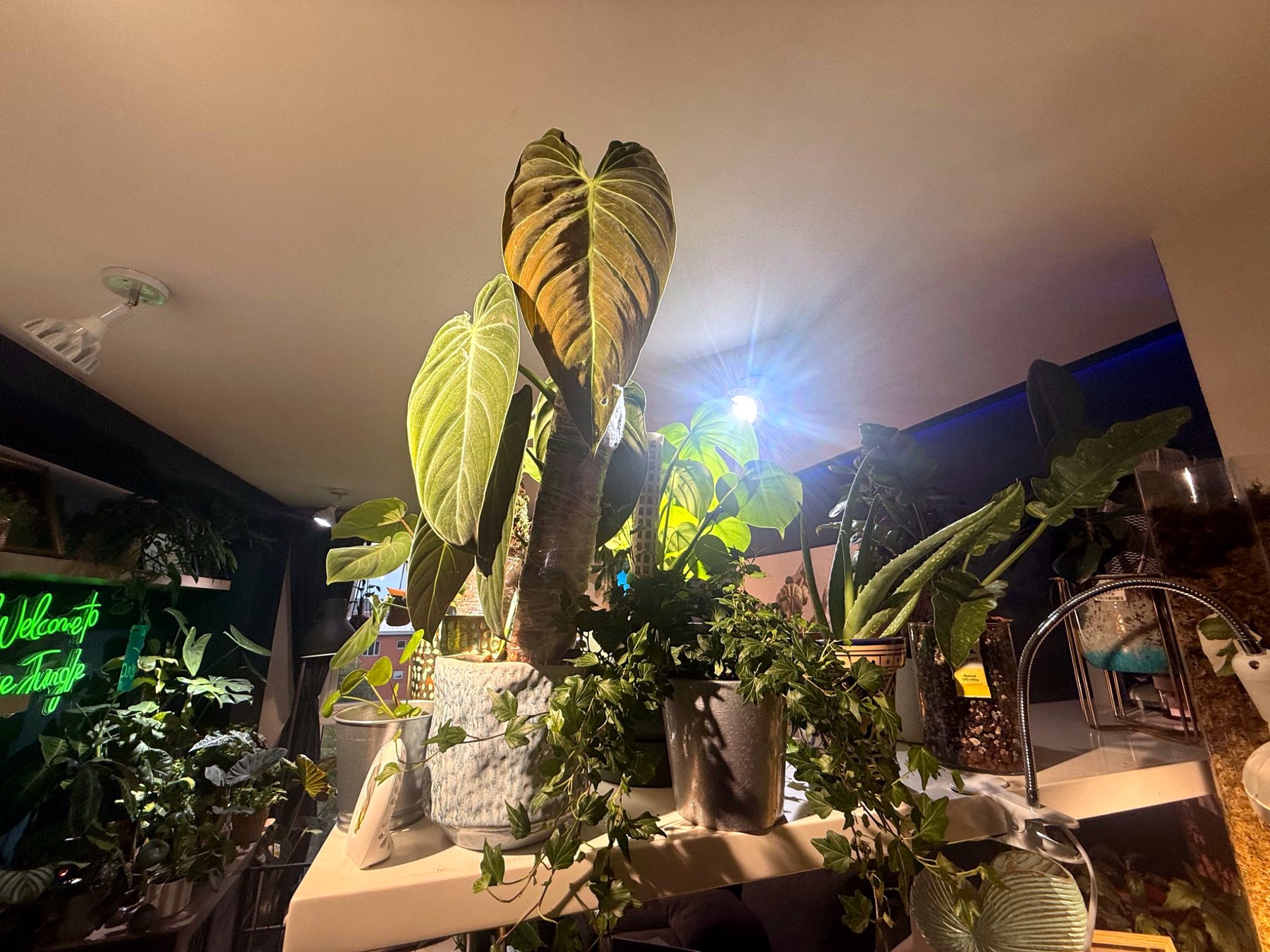 Large statement foliage plants under indoor grow lights